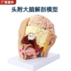 Professional head with brain (4 parts)