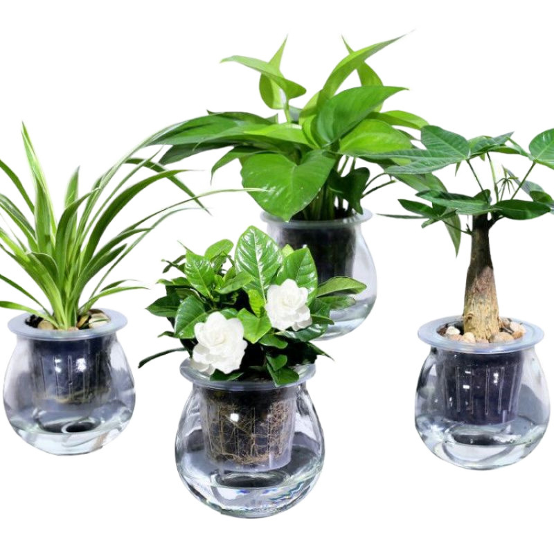Green Luo Zongzi Fortune Tree Changchun Vine Bamboo indoor…
