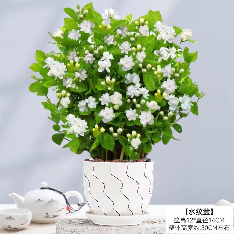 [hot selling] 10 selected jasmine seedlings (large corrugated ceramic pots) with free nutritional fertilizer
