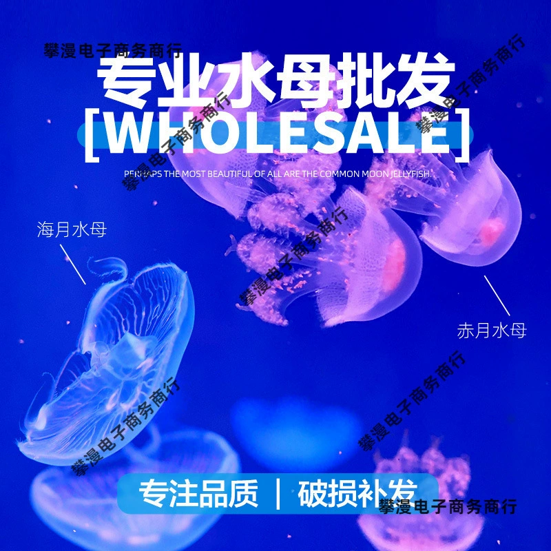 Оптовые поставки медуз для ларьков, небольших живых питомцев, аквариумного рыбоводства, мини-шоков.