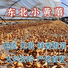 24年新货东北小黄蘑滑子蘑菌菇滑子菇蘑菇黄蘑滑子蘑菇干包邮500g