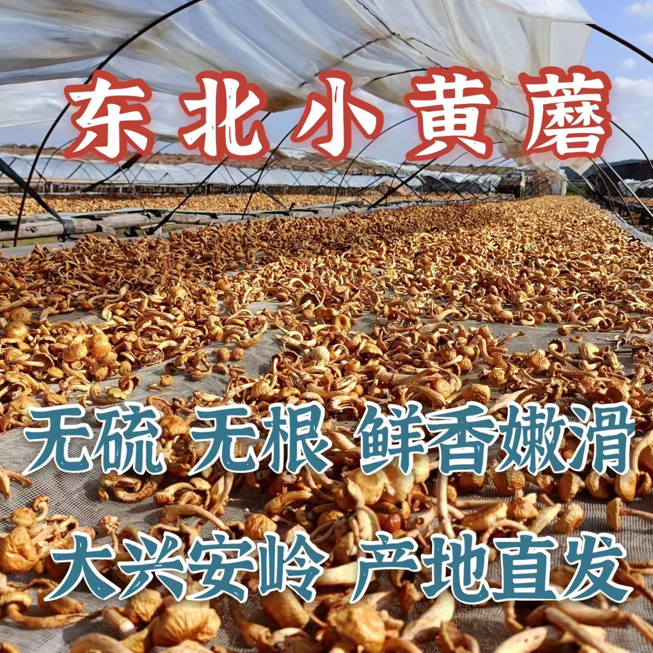 24年新货东北小黄蘑滑子蘑菌菇滑子菇蘑菇黄蘑滑子蘑菇干包邮500g