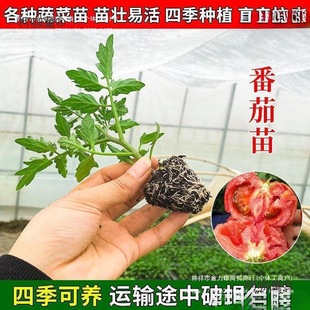 �m������t���緬�����}Ů�����������߲�������������������̫��