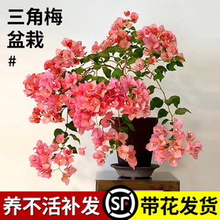 ��Ʒ����÷���Ի�����㻨�ܾGֲ����ذ�G���R˹�Ϙ���ɫ���x