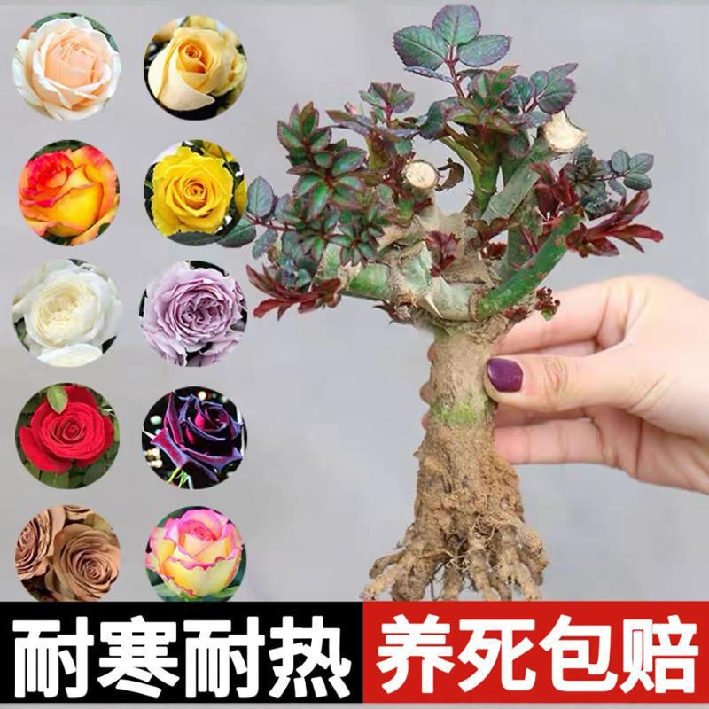 Rose Tree Seedlings, Old Rootstock, Large Flower Shrubs, Potted Plants for Indoor and Outdoor Use, Bloom All Year Round, Perennial Rose Tree Seedlings, Old Rootstock, Large Flower Shrubs, Potted Plants for Indoor and Outdoor Use, Bloom All Year Round, Perennial