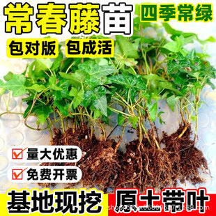 ��������ͥԺ�̨���ٻ��܈@�־G���糣�������ļ������ͺ�ֲ����