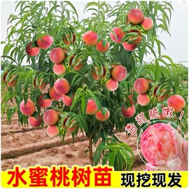 盆栽;种子;种球