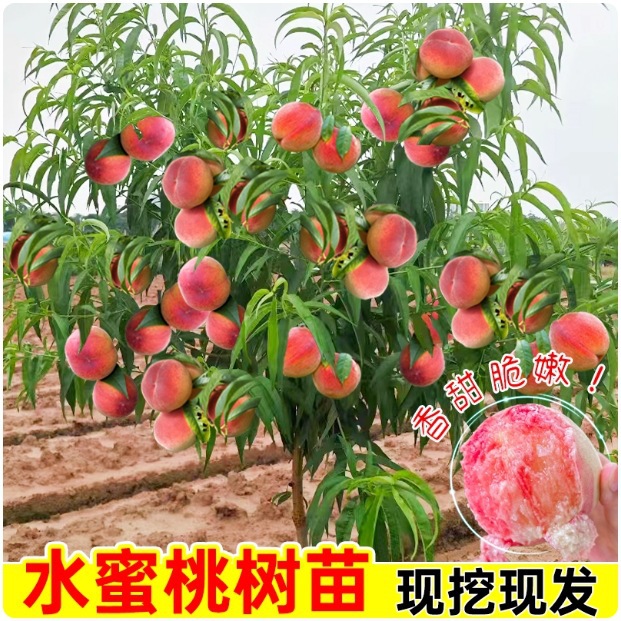 嫁接水蜜桃树苗早熟桃树树苗南北方种植桃子苗当年结果特大果树苗