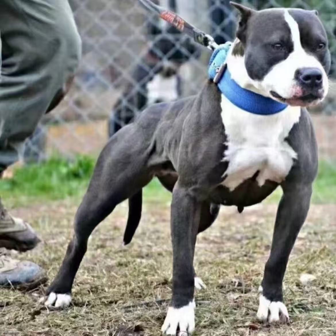 纯种比特幼犬活体狗狗大型比特犬猛犬狩猎犬护卫犬宠物狗狗
