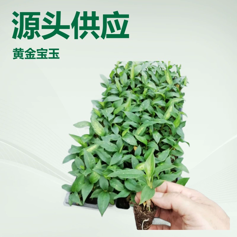 Завод Источник питания крытый листва завод золото Баою вечнозеленые саженцы садовые цветы саженцы оптом