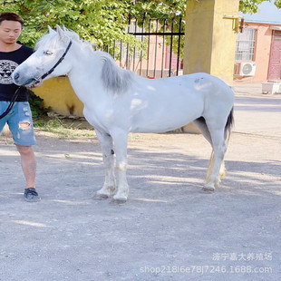 �rׯ���B�@�T���Rƥ�r�Ҙ������R���R���w�����Xһƥ ���R�Bֳ��