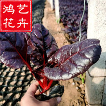 t~ˈ@־Gͺ t~˶^pt~l