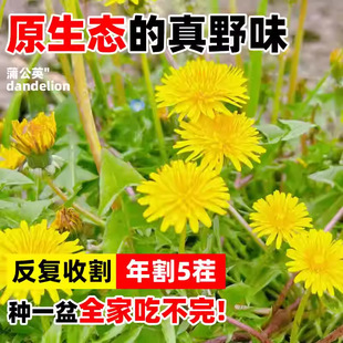 Ұ���ѹ�Ӣ�N�����Ŷ������ļ����N�����̨ʳ��Ұ���߲˷N�Ӱ��]