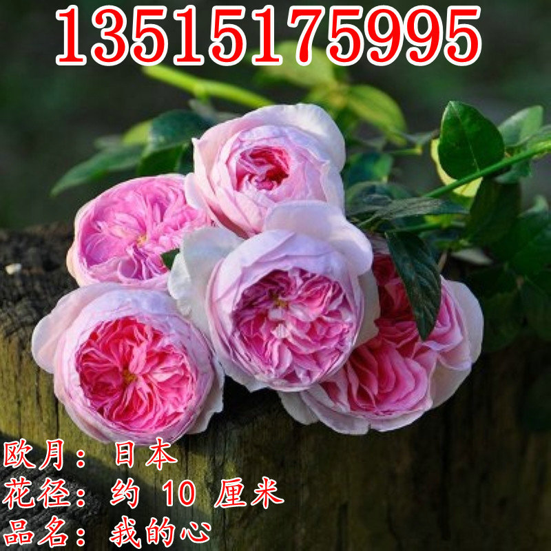 我的心庭院阳台玫瑰盆栽花卉花园植物藤本爬藤蔷薇浓香月季大花苗