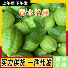 广东香水柠檬新鲜正宗青柠檬无籽大果当季水果奶茶店专用整箱批发