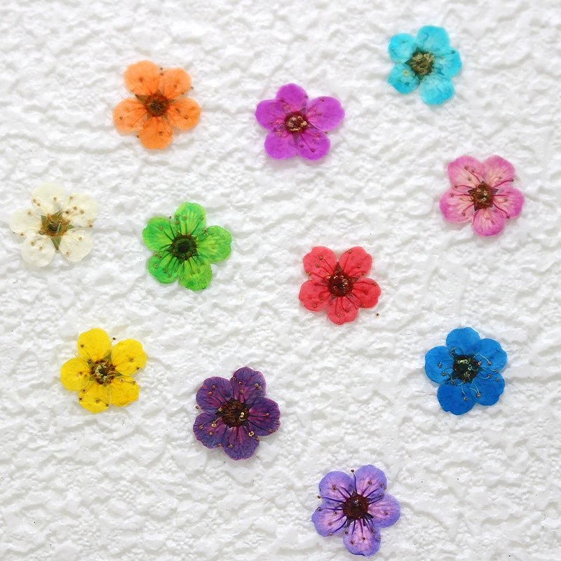 Маленькие нарциссы с сухим цветком с тиснением образец растения