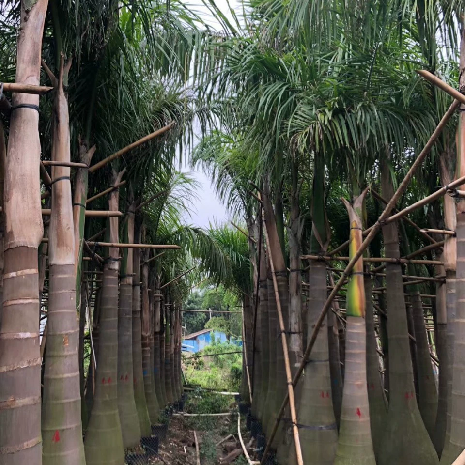 903 поставка королевского кокоса высотой 4-6 метров