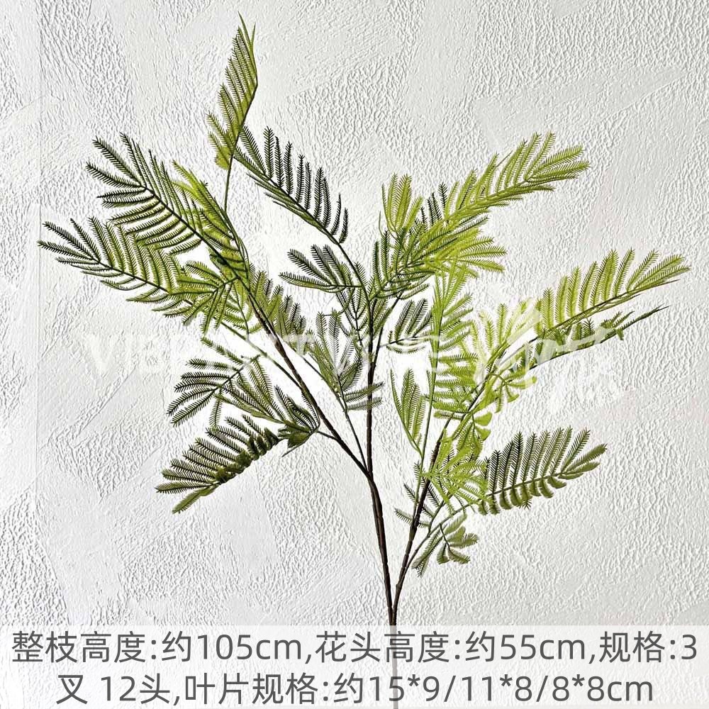 녹색 미모사