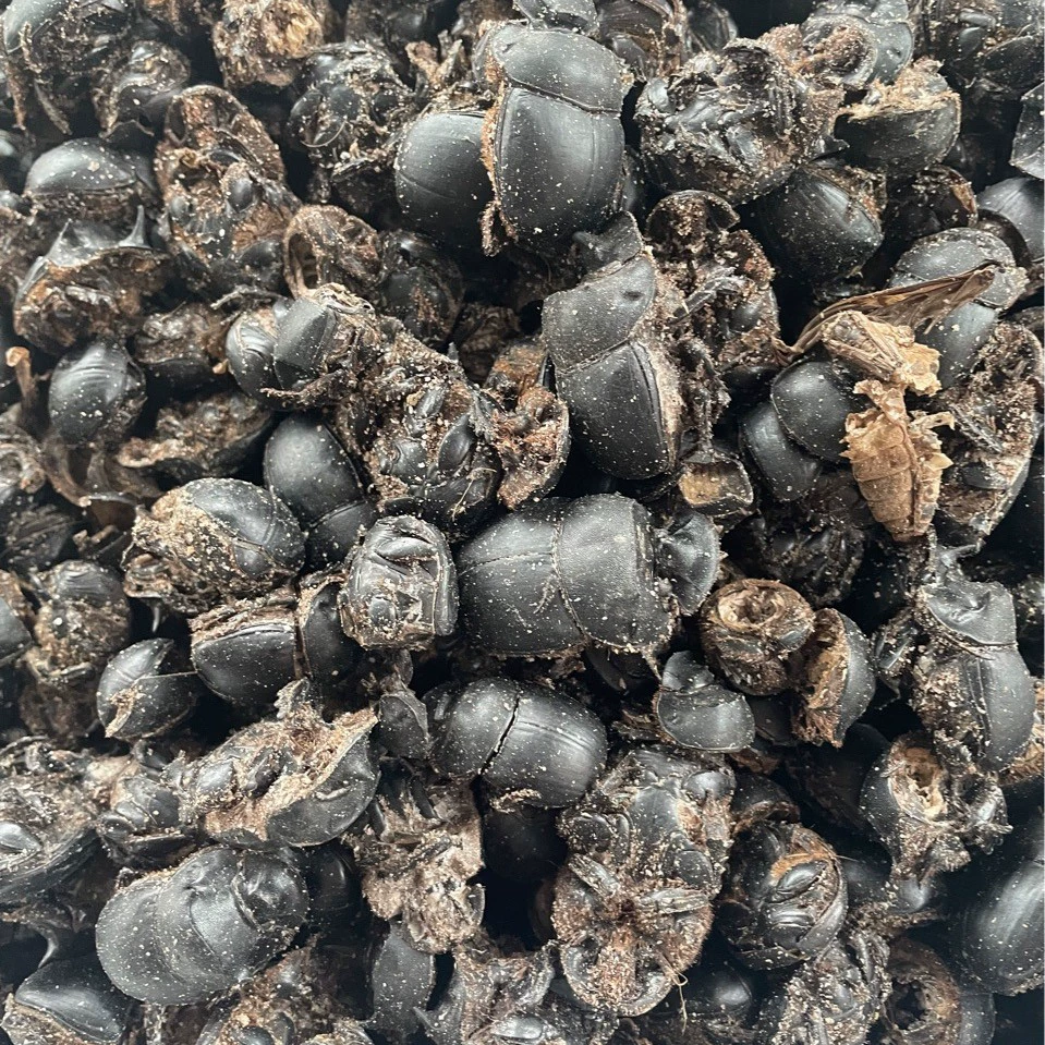 Оптовая продажа: Красная снежная ива, Менци кресс, различные насекомые