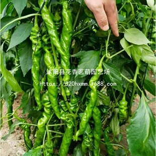 ����M؛�ݽz�����콷ţ�ǽ��������쿹��������ȫ