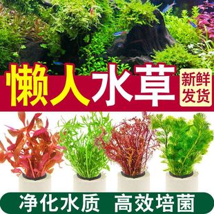 Volcanic Stone Aquatic Plants Fish Tank Landscaping Centipede Grass Real Grass Hydroponic Water Fig Negative Green Chrysanthemum Water Purification Package