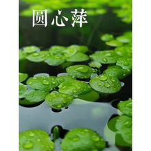 浮萍水草植物鱼缸造景水培植物一叶莲水芙蓉水葫芦除净化水质