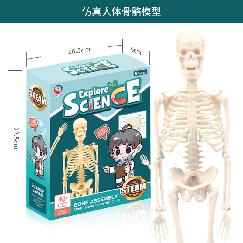 Human body series [whole body skeleton model]