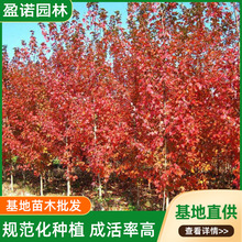 �^�������t������طNֲ�G����ľ����t����ɫ�~�t����ľ���^��