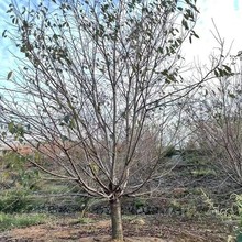 基地大量批发早樱晚樱樱花D3-25公分产地染井吉野樱