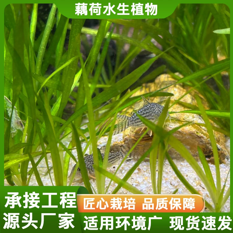 Погружное растение кумкват, малазийская водная трава, личинки лисьего хвоста, кумкват, оптовая продажа различных проектов очистки и ремонта воды