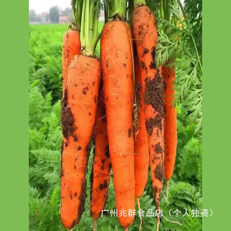 Fresh Carrots, Fresh Vegetables, Freshly Dug and Shipped, Farm-Grown, Crisp, Sweet, and Juicy, Suitable for Baby Food, Free Shipping, Wholesale Carrots