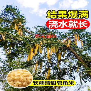���ǘ��� ���v�������̘� ���̘��玧�̻h�ʇ������o�����@���o��