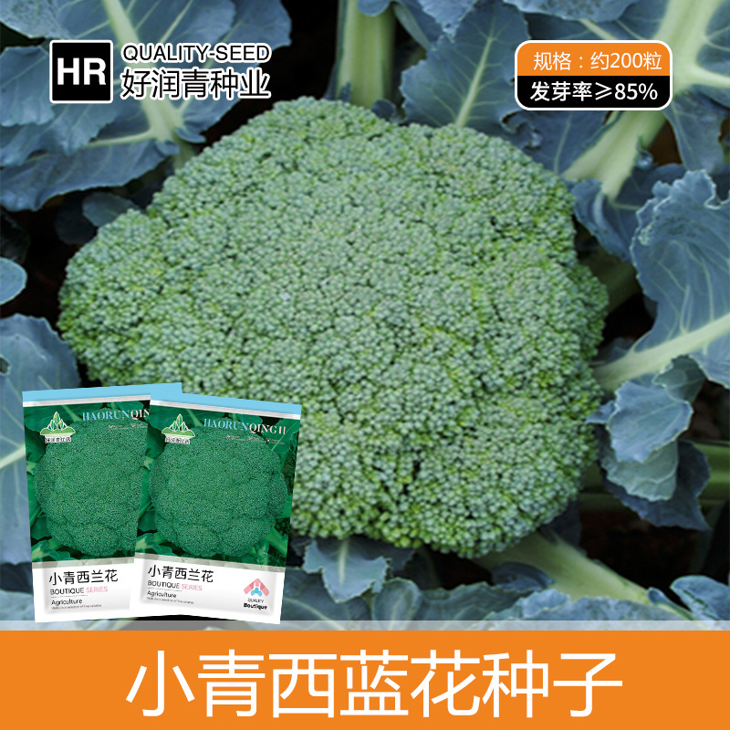 厂家批发西蓝花种子绿色花菜花椰菜种籽菜花西兰花四季盆栽菜种孑