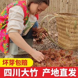 其他蔬菜;其他调味品;辣椒酱