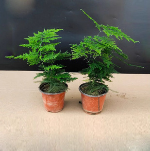 Asparagus Potted Plants Office Interior Decorations Water Culture Hydroponic Green Plants Small Bonsai Shape Creative Large Asparagus Flower Seedlings