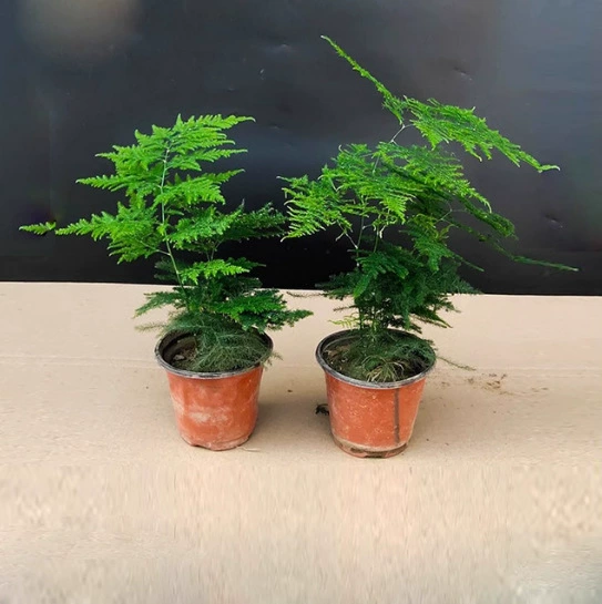 Спаржа Горшечное растение офисное украшение интерьера Гидропоника зеленое растение маленький бонсай моделирование творческие большие саженцы цветов спаржи