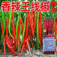 香辣王线椒种子超辣椒种孑早熟高产四季播种蔬菜种孑阳台菜园播种