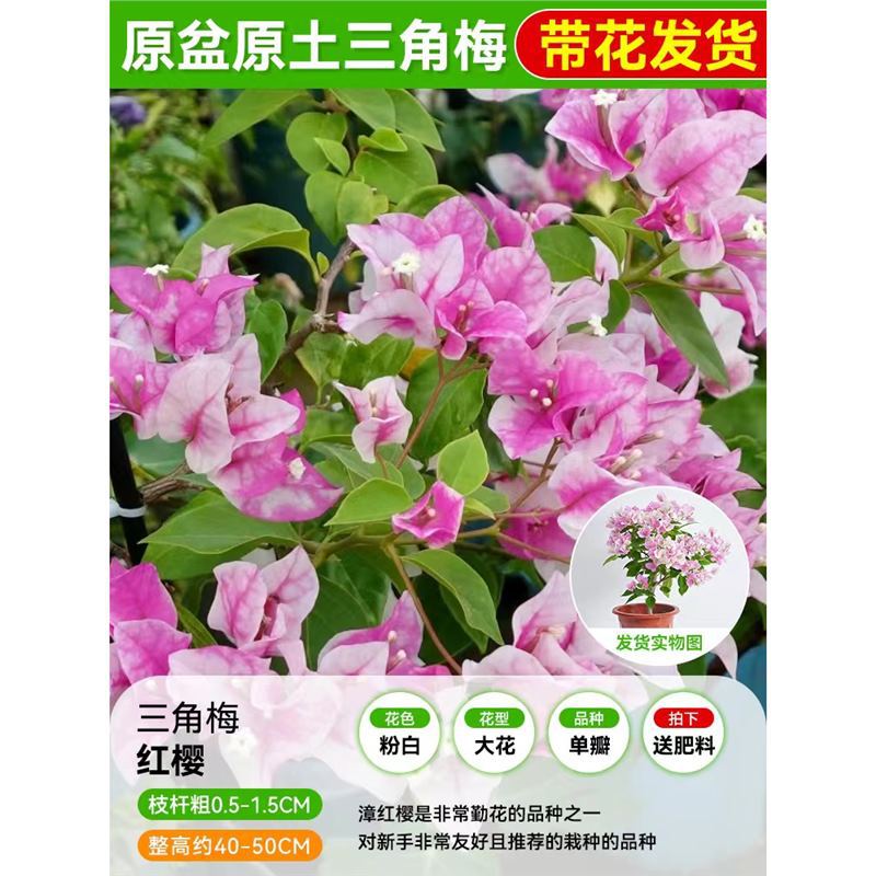 [꽃과 함께 배송되며 수령시 즉시 즐겨보세요] 레드체리 부겐빌레아 40-50cm