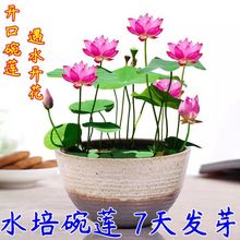 ��ɏ�N���ļ����B���҃������̨ˮ��ˮ�B˯ɏ�ɻ�����ֲ�ﻨ�N��