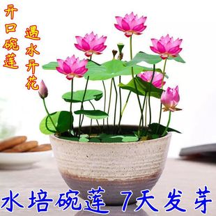 ��ɏ�N���ļ����B���҃������̨ˮ��ˮ�B˯ɏ�ɻ�����ֲ�ﻨ�N��