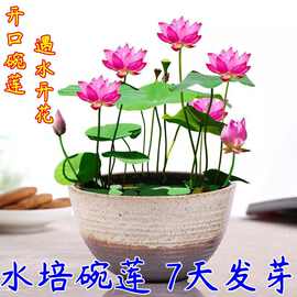 碗莲种子四季好养活室内室外阳台水培水养睡莲荷花盆栽植物花种子