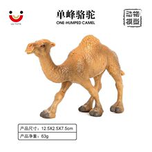 跨境 仿真野生 骆驼动物模型套装 单峰骆驼 儿童塑料仿真玩具摆件