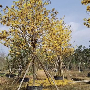 �V�|18-20�����S���L�ľ�r�� �����໨���ľ�����V�|�L�ľ�r��