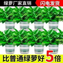 绿萝盆栽室内客厅净化空气吸甲醛绿植物花卉水培绿箩