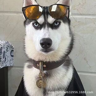 ��ʿ����Ȯ���N����ɫ�{�۶���ѩ��Ȯ���w���ﹷ������Ȯ���ֵ