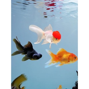 ���~���w��ˮ�~���~����w��ˮС���~���B���~���~�^�p�~�{���^