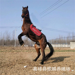 �����T���R����R�x�r�� �����u��Ѫ�R ��Ѫ�R ��Ѫ�R �����R����