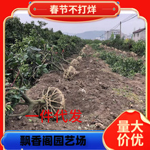 ɳ�ǽۘ�����������Ϸ������Nֲ���Ә���̽۹������޽�ɰ����