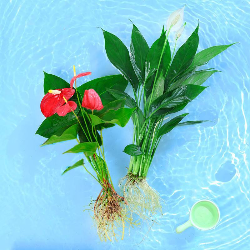 특급 안스리움 1개 + 화이트 야자 3개(수경재배) + 영양액