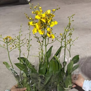 �V��ֱ�N�����m�����_���^�p���m�����Ի��ܻ���ֱ�N���_�lƱ���B